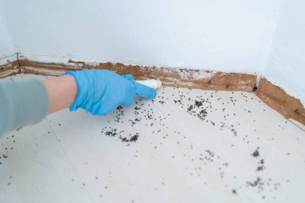 Best Real Estate Pest Inspections  in Knoxvle, IL